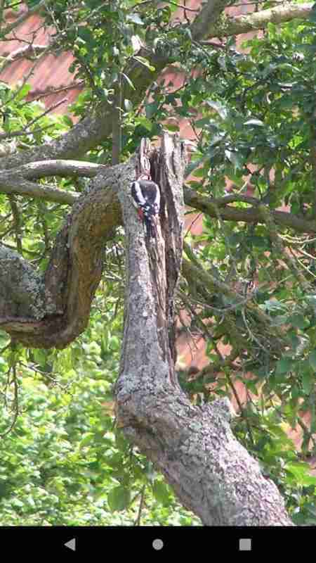 PhotoChiotte screenshot