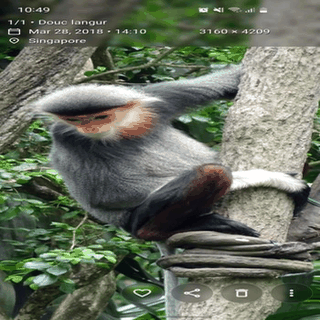 Aves Libre screenshot