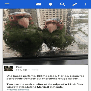 dandelion* screenshot